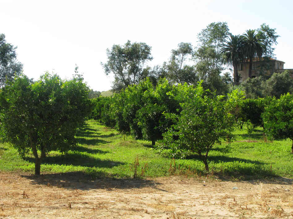 With its vast citrus groves, Calabria is a major stop for migratory workers in the country. With its vast citrus groves, Calabria is a major stop for migratory workers in the country.