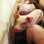 These piglets on the Hardin farm in Danville, Ind., are going to cost more to feed than they will fetch at market.