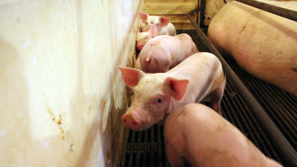 These piglets on the Hardin farm in Danville, Ind., are going to cost more to feed than they will fetch at market.