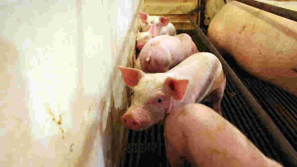These piglets on the Hardin farm in Danville, Ind., are going to cost more to feed than they will fetch at market.