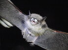 Little brown bat with white-nose syndrome often have white fungal growth on their muzzles. Little brown bat with white-nose syndrome often have white fungal growth on their muzzles.