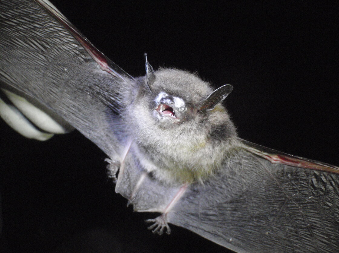 Little brown bat with white-nose syndrome often have white fungal growth on their muzzles.