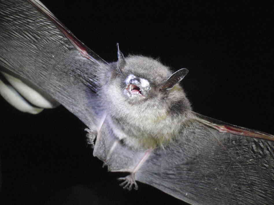 Little brown bat with white-nose syndrome often have white fungal growth on their muzzles.
