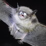 Little brown bat with white-nose syndrome often have white fungal growth on their muzzles.