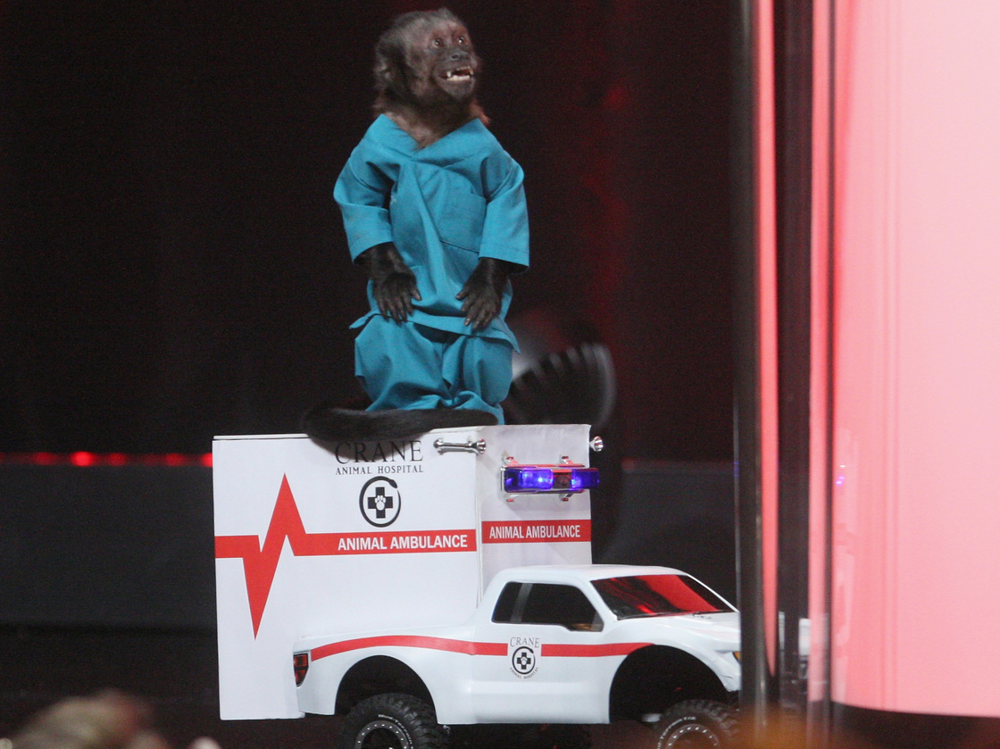 Crystal the Monkey shows up to promote NBC's new comedy Animal Practice.