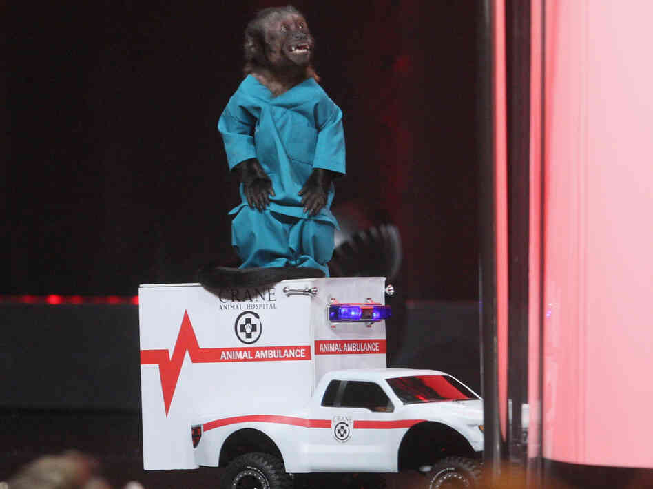 Crystal the Monkey shows up to promote NBC's new comedy Animal Practice.