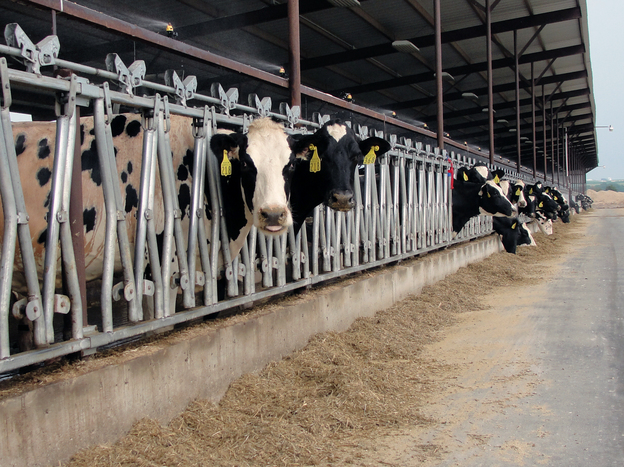 Dairy cows feed at Heins Family Farm near Higginsville, Mo. Fans and misters keep the barns cool  during this summer's record temperatures.