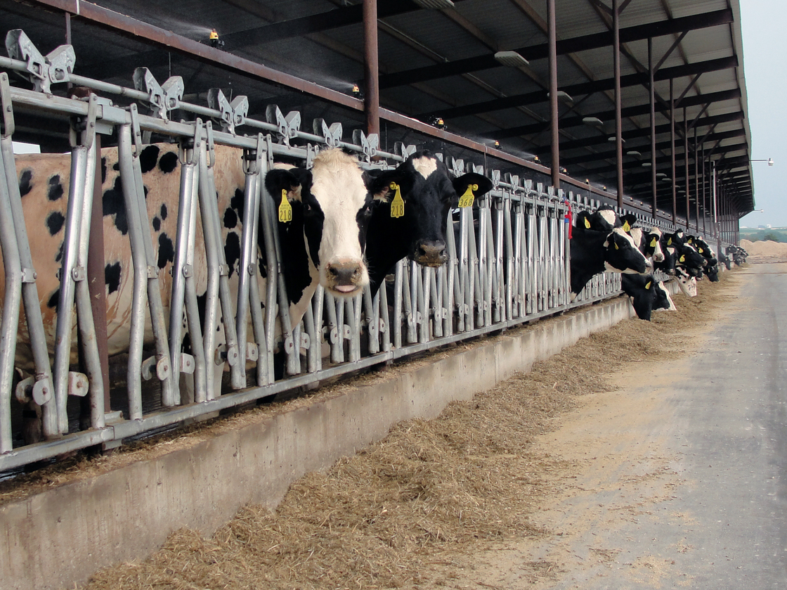 Dairy cows feed at Heins Family Farm near Higginsville, Mo. Fans and misters keep the barns cool  during this summer's record temperatures.