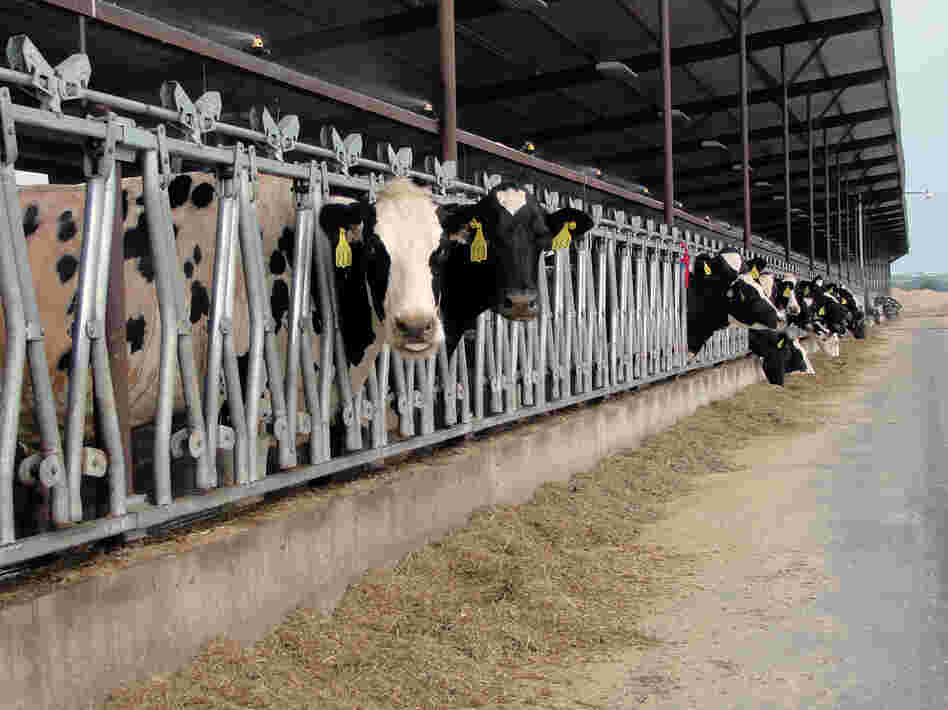 Dairy cows feed at Heins Family Farm near Higginsville, Mo. Fans and misters keep the barns cool  during this summer's record temperatures.