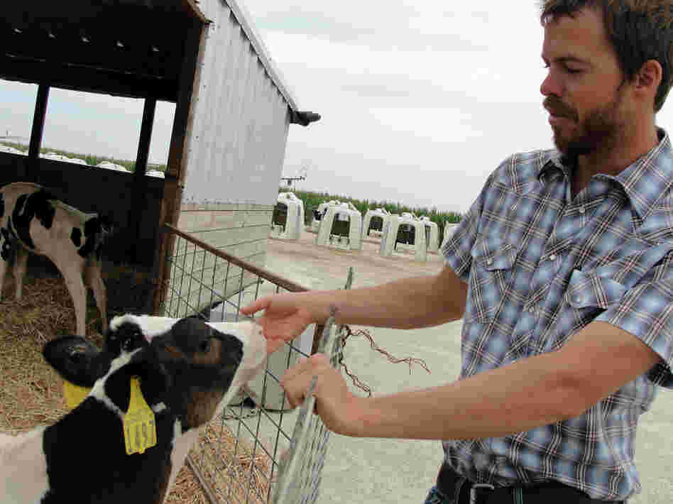 Herd manager Chris Heins greets a calf at his dairy farm near Higginsville, Mo. It will be about two years before a calf like this one is ready to be milked, so keeping them comfortable and healthy is a top concern.