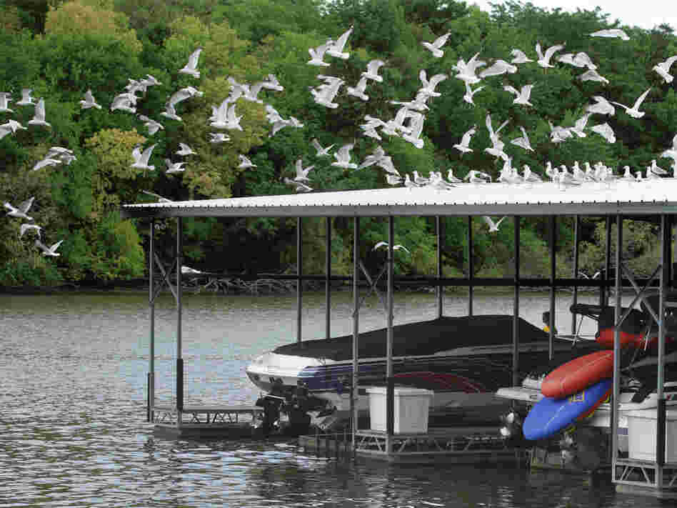 Illinois' Lake Springfield is two feet below full, which normally doesn't happen until fall. So the city of Springfield is joining many others in either restricting water use or considering it.