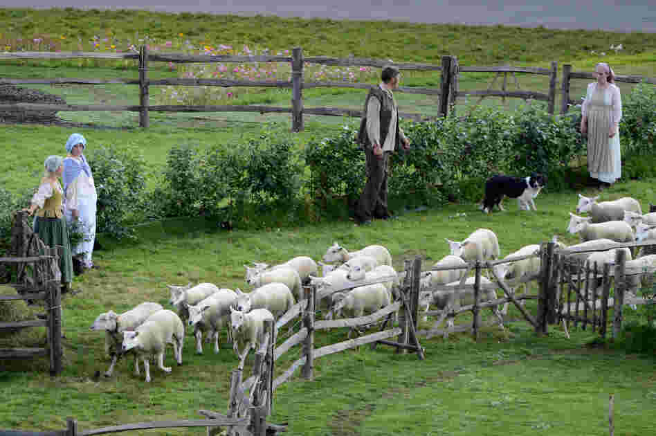 Sheep are led onto the field during the ceremonies.