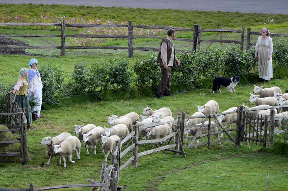 Sheep are led onto the field during the ceremonies.
