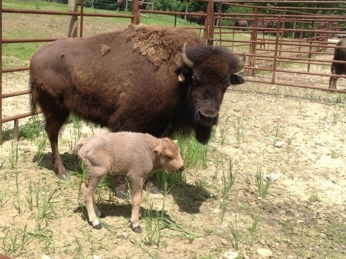 The little guy in Connecticut. Saturday, he gets his sacred naming ceremony.