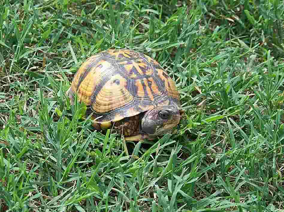 A turtle in Virginia A turtle in Virginia