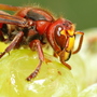 The European hornet, or vespa crabro, helps make wine by kickstarting the fermentation process while the grapes are still on the vine.