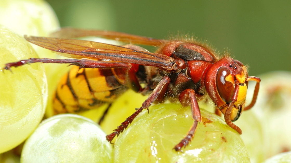 The European hornet, or vespa crabro, helps make wine by kickstarting the fermentation process while the grapes are still on the vine.