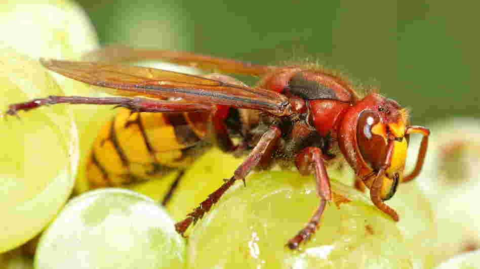 The European hornet, or vespa crabro, helps make wine by kickstarting the fermentation process while the grapes are still on the vine.