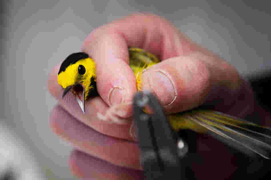 Experts say glass buildings kill millions of birds every year; scientists at Powdermill Avian Research Center are studying ways to help prevent this. Here, a volunteer tags a hooded warbler in Rector, Penn., in May.