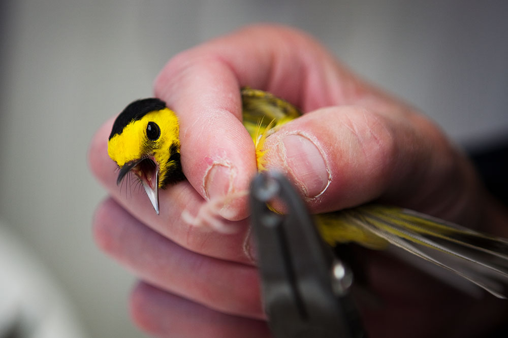 Experts say glass buildings kill millions of birds every year; scientists at Powdermill Avian Research Center are studying ways to help prevent this. Here, a volunteer tags a hooded warbler in Rector, Penn., in May. (Image credit: NPR)