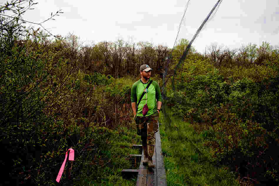 Luke DeGroote, the banding program coordinator, looks for birds trapped in fine-meshed mist nets. Nearly 70 nets cover a 24.7-acre area at Powdermill; they need to be checked every 30 to 40 minutes.