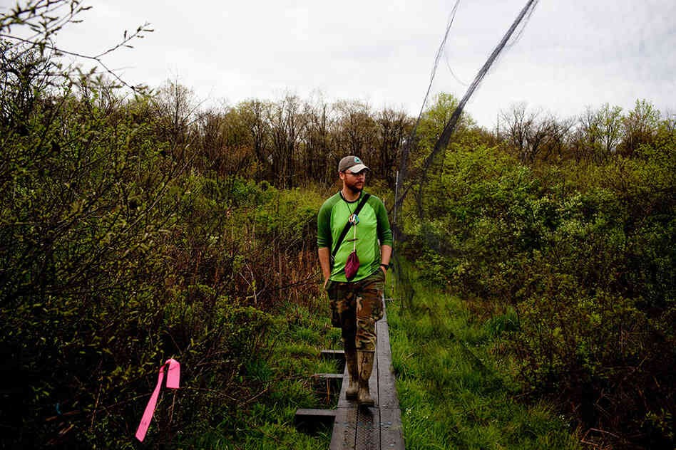 Luke DeGroote, the banding program coordinator, looks for birds trapped in fine-meshed mist nets. Nearly 70 nets cover a 24.7-acre area at Powdermill; they need to be checked every 30 to 40 minutes.