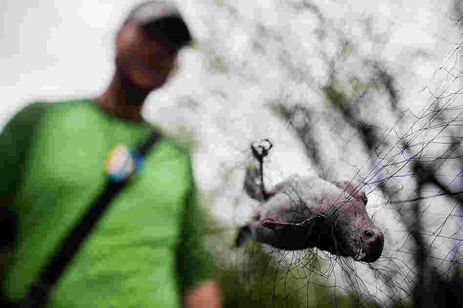DeGroote collects a gray catbird caught in one of the nets. The 39-foot-by-8-foot nets are designed to safely capture birds.