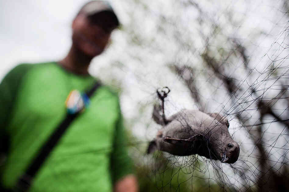 DeGroote collects a gray catbird caught in one of the nets. The 39-foot-by-8-foot nets are designed to safely capture birds.