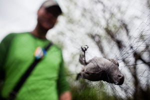 DeGroote collects a gray catbird caught in one of the nets. The 39-foot-by-8-foot nets are designed to safely capture birds.