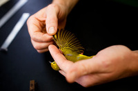 DeGroote examines the wing of a yellow warbler.