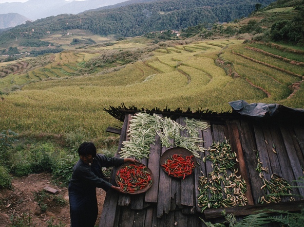 A Bhutanese farmer puts her harvest of chilies on the roof of a shed to dry and protect it from wild boars, deer, and monkeys in 2006.