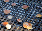 As lobster prices plunge, scallops offer fishermen an alternative to make money. As lobster prices plunge, scallops offer fishermen an alternative to make money.