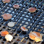 As lobster prices plunge, scallops offer fishermen an alternative to make money. As lobster prices plunge, scallops offer fishermen an alternative to make money.