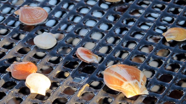 As lobster prices plunge, scallops offer fishermen an alternative to make money.