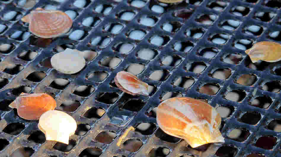 As lobster prices plunge, scallops offer fishermen an alternative to make money.