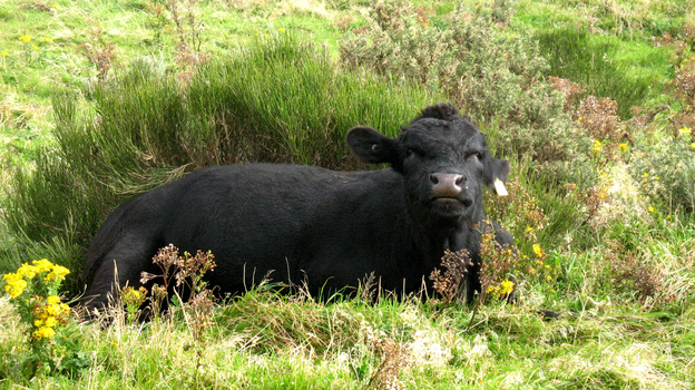 A research program in New Zealand is meticulously measuring emissions from farm animals, one source of global warming gasses.