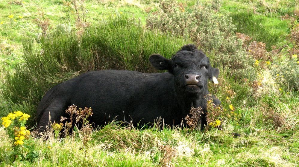 A research program in New Zealand is meticulously measuring emissions from farm animals, one source of global warming gasses.