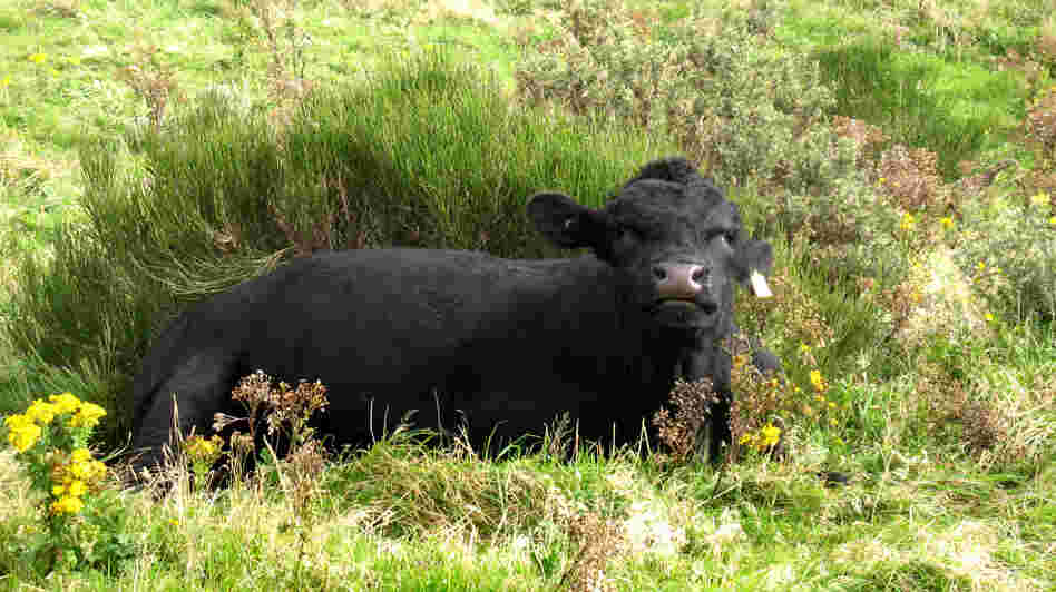 A research program in New Zealand is meticulously measuring emissions from farm animals, one source of global warming gasses.