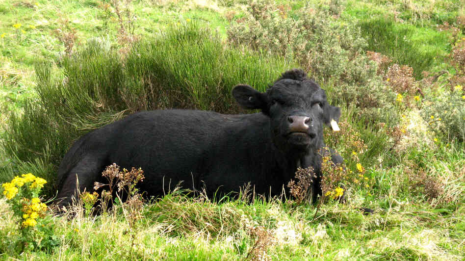 A research program in New Zealand is meticulously measuring emissions from farm animals, one source of global warming gasses.