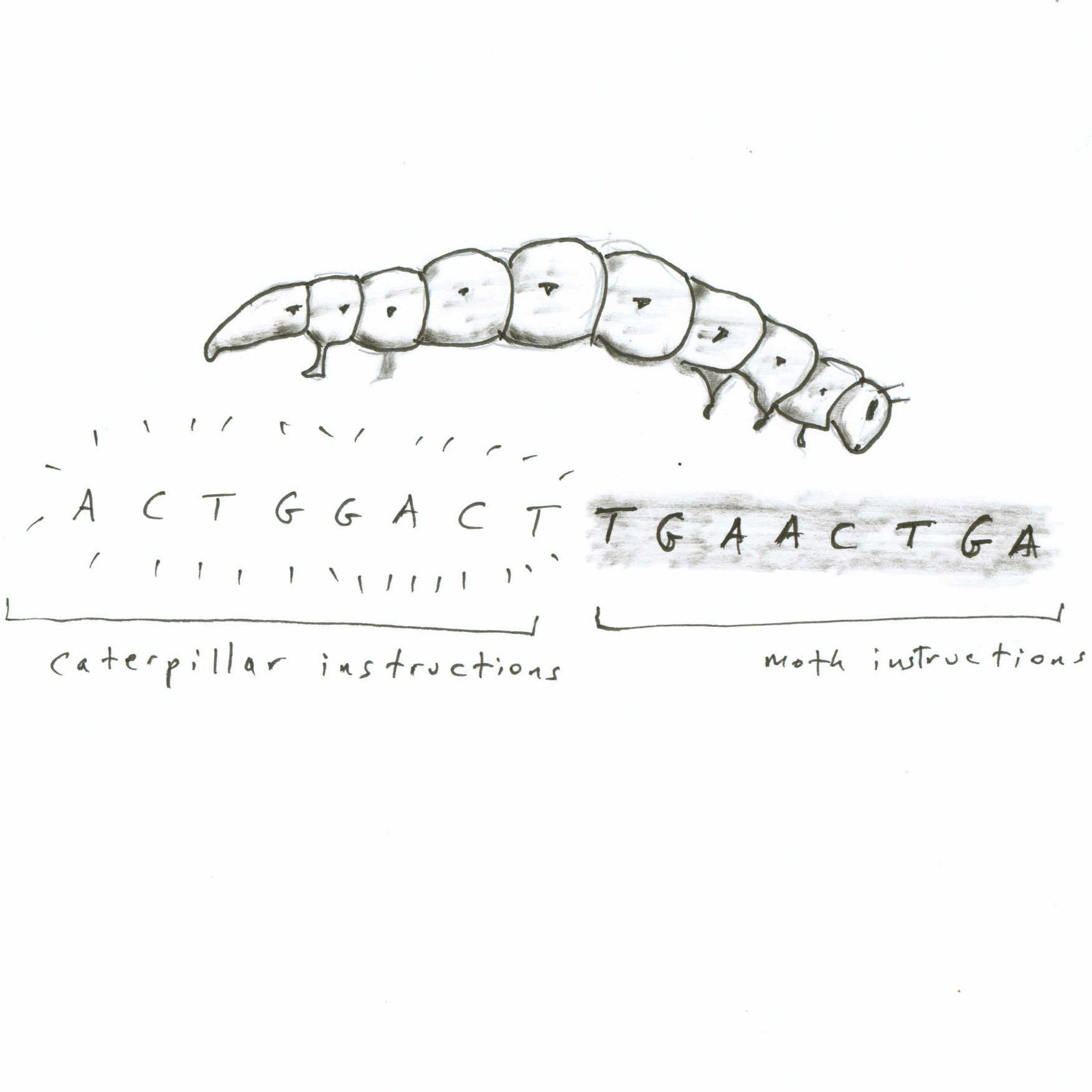 Caterpillar DNA.