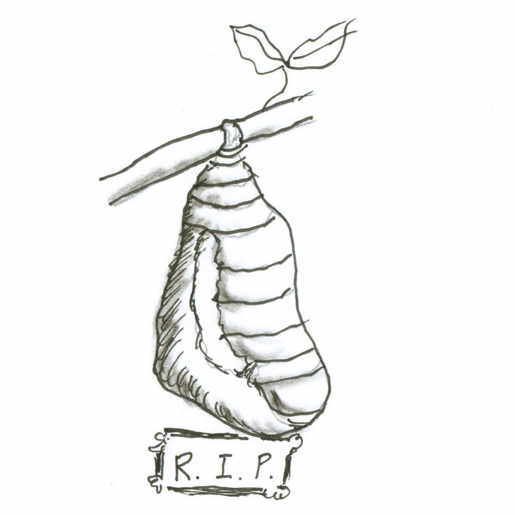 Cocoon
