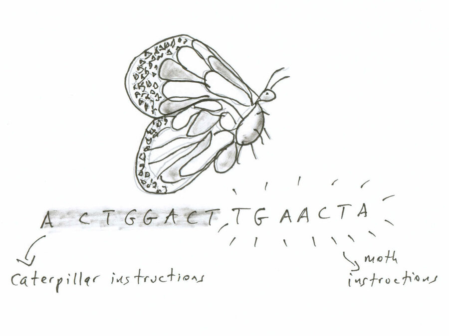 Essay On M Butterfly