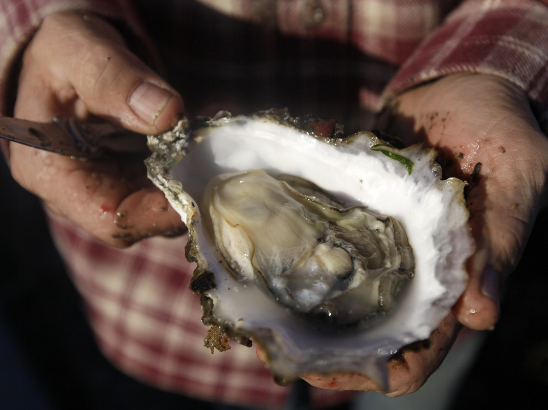 Scientists blame higher levels of carbon dioxide in Pacific Ocean waters caused by global warming for the failure of oyster seeds to thrive in hatcheries.
