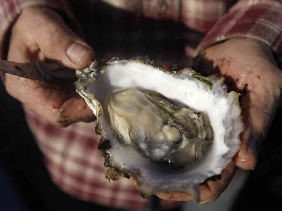 Scientists blame higher levels of carbon dioxide in Pacific Ocean waters caused by global warming for the failure of oyster seeds to thrive in hatcheries.
