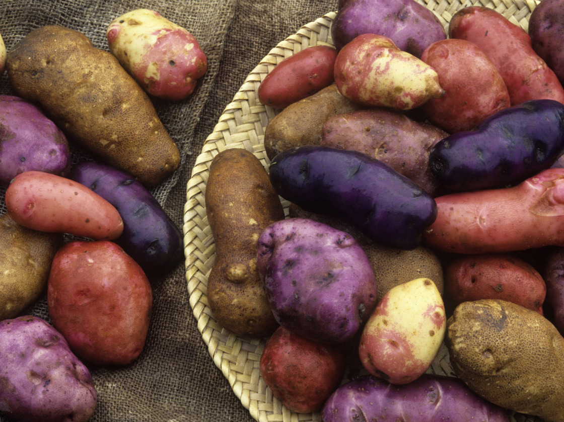Potatoes come in all colors, like these Red Erik, Snowball, Cariboo, Purple Peruvian, Caribe and French Red varieties.