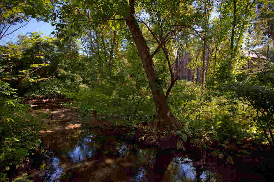 On Vassar's campus, this riparian, bird-friendly habitat is the future site of the Bridge Building designed by Maxwell and Ennead Architects.