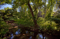 On Vassar's campus, this riparian, bird-friendly habitat is the future site of the Bridge Building designed by Maxwell and Ennead Architects.