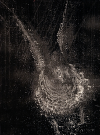 An image of a bird strike ghost print.