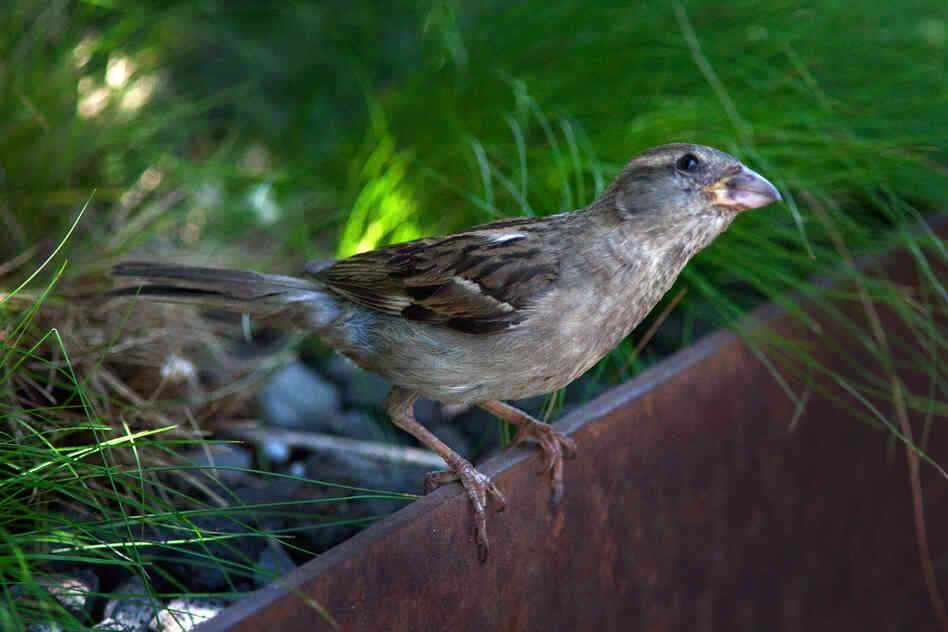A house sparrow eyes a visitor from the foliage of Manhattan's High Line park.