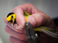 Experts say glass buildings kill millions of birds every year. Scientists at Powdermill Avian Research Center are studying ways to help prevent this. Here, a volunteer tags a black hooded warbler in Rector, Pa., in May.